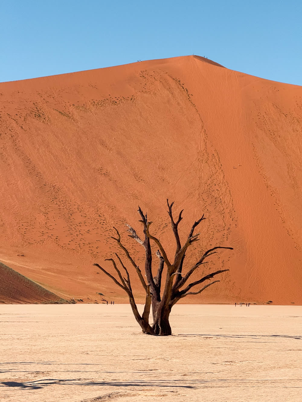 A dead camel thorn tree in front of the Big Daddy dune at Deadvlei, Namibia
